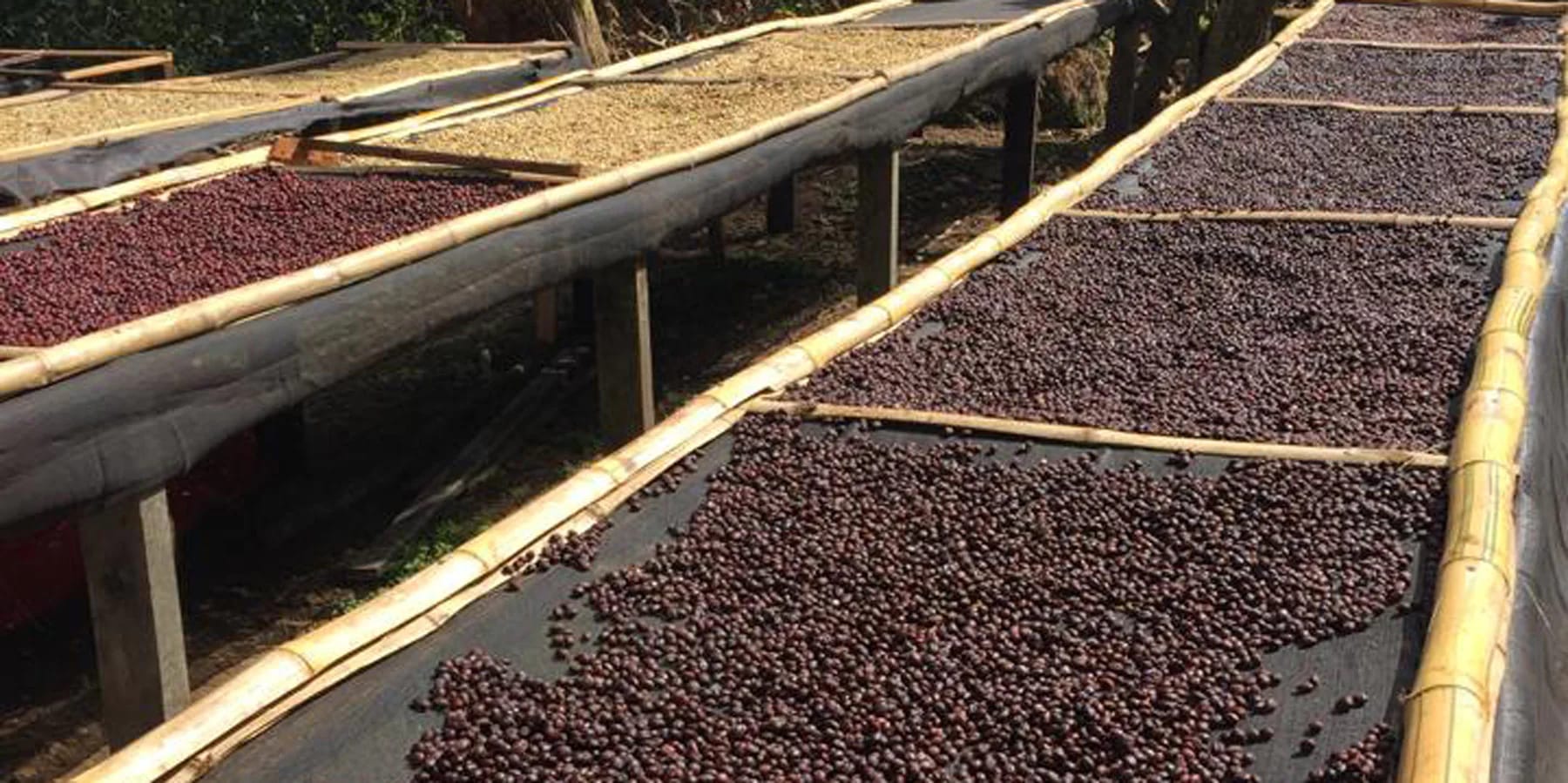 Drying Coffee Beans