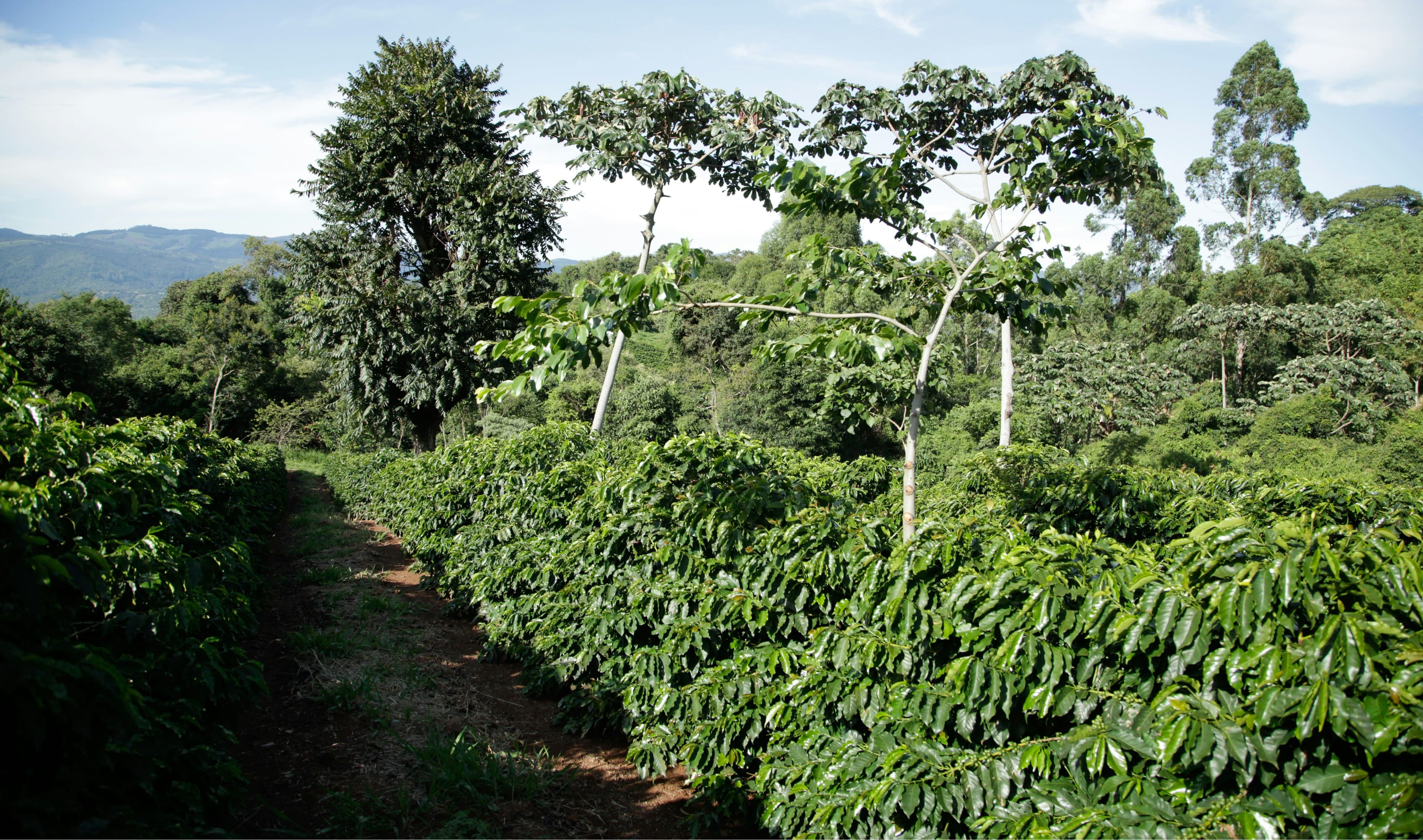 Coffee Farm